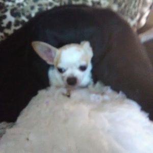 Meet your Posher, Twila